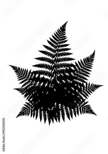 A detailed black silhouette of a fern leaf against a plain background from a direct viewpoint