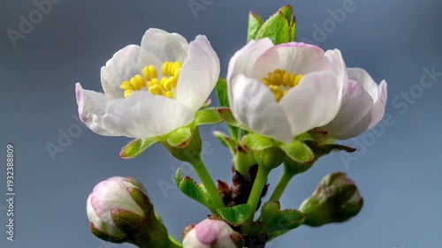 Closeup of blooming white peony flowers with green buds and leaves on a blue background