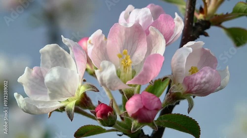 Blooming Apple Tree Blossoms in Spring Nature Close Up with Fresh Pink and White Flowers