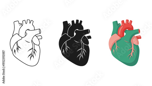 Anatomical illustrations of the human heart in different colors and styles. Vector