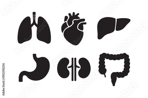 Anatomical illustration of human internal organs in black silhouette