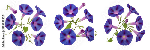 Tableau sur toile Vibrant Morning Glory Flowers Collection Isolated on a Pure White Background