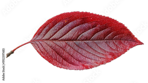 Wallpaper Mural Vibrant red leaf with intricate veins isolated on transparent background showcasing natural beauty and autumn colors Torontodigital.ca