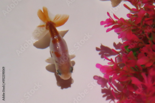 金魚と赤い花