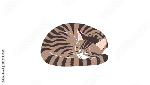 Beautiful tabby cat with brown and black stripes peacefully curled up in a ball while sleeping soundly on a clean and minimalist white background.