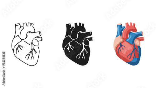 Anatomical illustrations of a human heart in different colors and styles Vector
