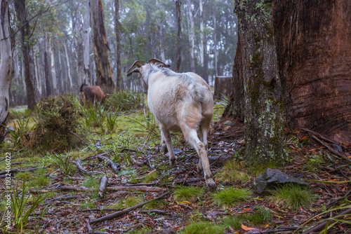 White Goat Walking Through Misty Woodland Forest Path