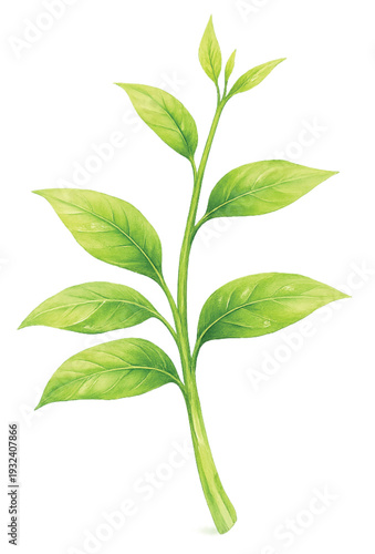 Pak Wan Baan Thai Wild Vegetable Watercolor Illustration Isolated on Transparent Background