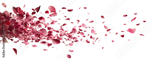 Floating pink blossom petals in dynamic flow, isolated on transparent cutout background