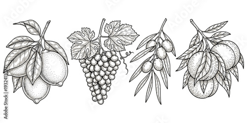 Fruit plant illustration set, black white botanical design, lemon grape olive peach artwork, branch motif, nature decorative artwork, botanical motif, flat vector drawing
