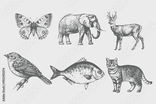 Vintage engrave isolated black Butterfly, Elephant, Deer, Bird, Fish, Cat set illustration ink sketch. American grizzly background asian animal silhouette vector art. Eps 10