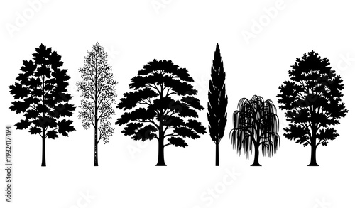 Black Tree Silhouette Set Maple Birch Elm Poplar Willow Woodland Forest Vector Isolated on White Background