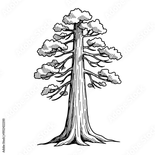 Detailed Black and White Sketch of a Redwood Tree
