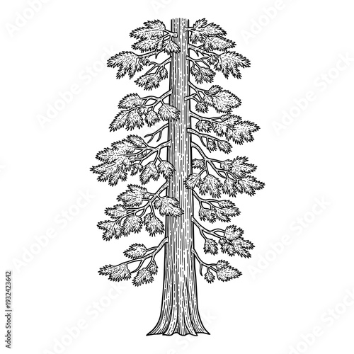 Detailed Black and White Line Art Sketch of a Giant Redwood