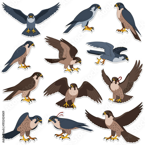 Collection of Small Falcon Illustrations in Various Poses