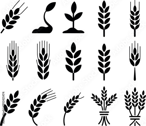 Wheat and grain silhouettes collection including barley, rye and cereal plants, agriculture crop icons set isolated vector illustration for farming, bakery, organic food design