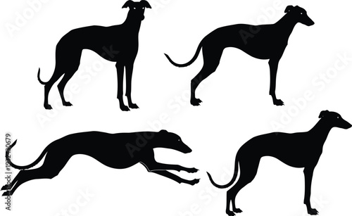 Four greyhound dog silhouettes in different poses running and standing still