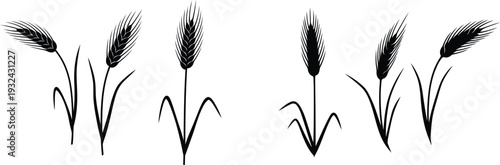set of wheat ears and grass stalks in black silhouette on white background