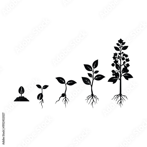 Stages of plant growth from seedling to maturity in black silhouette
