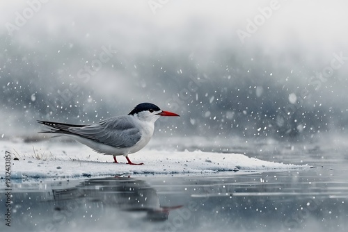 Arctic tern in a winter storm scene