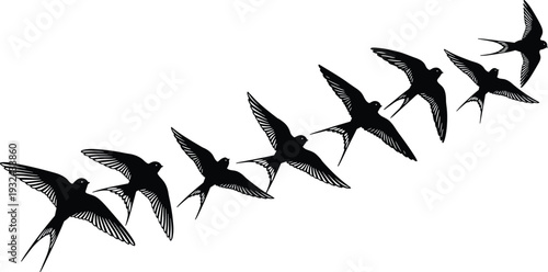 Flying birds silhouettes set swallows in motion wing spread positions wildlife nature vector illustration collection black shapes design element