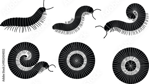 Millipede silhouettes set crawling insect coiled spiral poses arthropod wildlife vector illustration black shapes collection nature pest design element