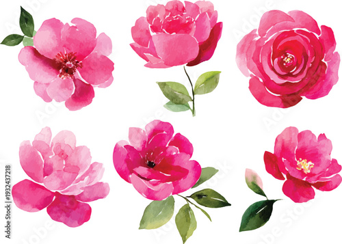 set of pink roses vector