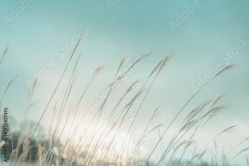 Photos Golden silver grass glowing in the backlight during autumn sunset, 逆光に輝く金色のススキ,