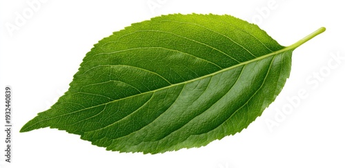 Vibrant green leaf against white background (2)