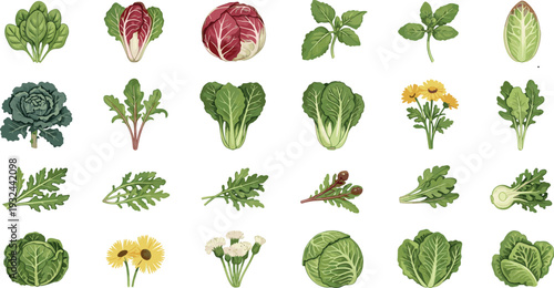 Leafy Greens Vector Collection Featuring Lettuce, Kale, Spinach, Arugula, Basil, and Edible Plants for Culinary, Gardening, and Nutrition Art