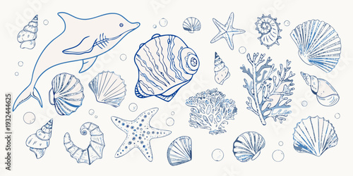 A blue line drawing showcases various marine life and seashells