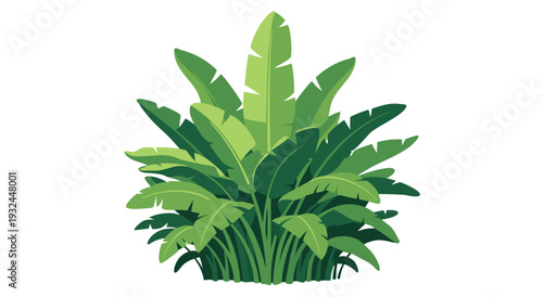 Exotic Banana Leaf Plant Vector Illustration, Lush Tropical Green Foliage, Garden Decor Element