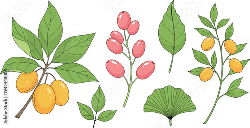 Autumn Harvest Illustration Set with Yellow Persimmons on Branch, Red Coffee Berries, Ginkgo Leaf, and Mediterranean Green Foliage