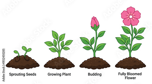 Life Cycle of a Flower Graphic Featuring Sprouting Seeds Growing Plant Budding and Fully Bloomed Pink Blossom Stages for Educational and Gardening Designs