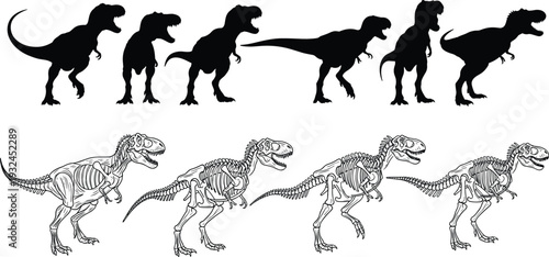 Educational illustration of Tyrannosaurus rex silhouettes and skeletal drawings in dynamic poses, comparing external dinosaur shapes with internal bone structures for science, paleontology, and 