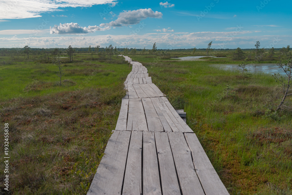 Obraz premium Wooden Path Through Yelnya Swamp in Belarus with Copy Space