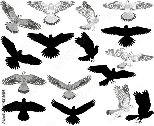 Collection of american kestrel falcon bird in black-white image and silhouette