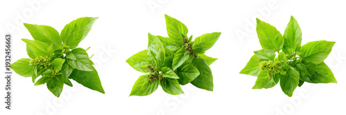 Set of Holy Basil Ocimum sanctum sprigs with vibrant green leaves and tiny flowers on transparent png background. Ai generated