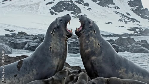 Two Elephant Seals Confronting Each Other with Pups Nearby on Rocky Shore