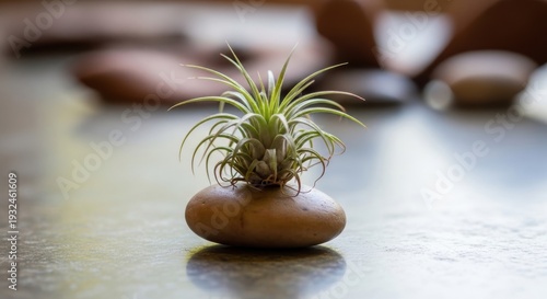 Tiny green airplant growing on a smooth brown pebble showcasing unique natural beauty