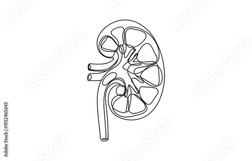 One continuous line drawing of stomach organ human gastrointestinal line art vector illustration.