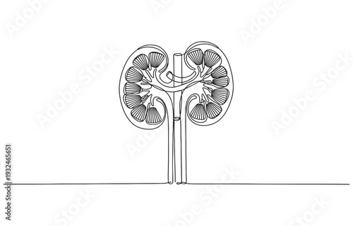 One continuous line drawing of stomach organ human gastrointestinal line art vector illustration.