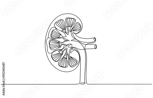 One continuous line drawing of stomach organ human gastrointestinal line art vector illustration.