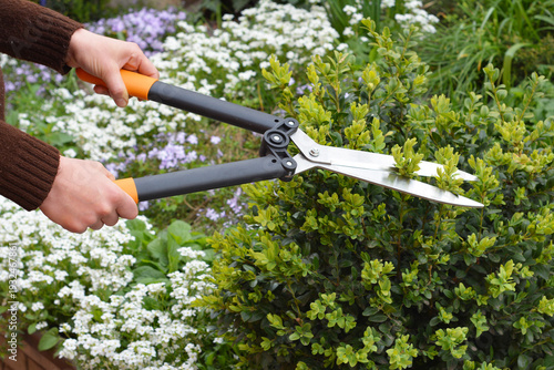 Boxwood pruning hedge shears close up