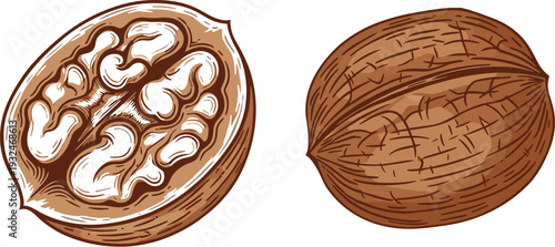 Walnut vector illustration set, whole and half cracked nut detailed engraving style isolated on white background for healthy food design