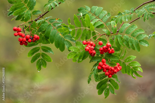 Red ripe rowan berries, Sorbus aucuparia fruits in autumn in Estonian nature