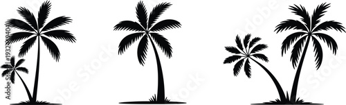 Three Black Silhouette Palm Trees on White Background Keywords: palm tree, silhouette, tropical, beach, nature, tree, summer