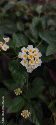 white and yellow flower
