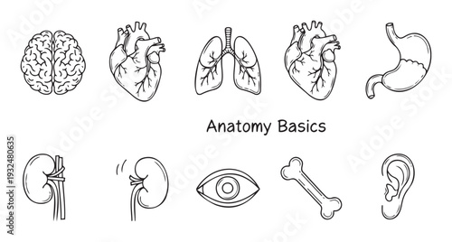 Comprehensive collection of human internal organs and external body parts presented in a clear simple line drawing style perfect for biology education and medical presentations