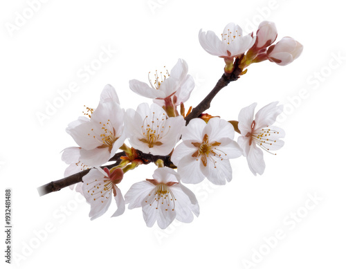 cherry blossom branch isolated on white background.
